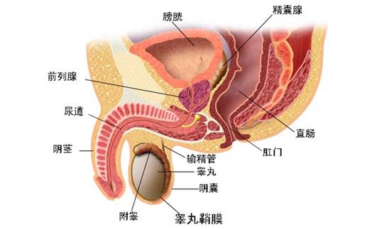 拜登确诊恶性前列腺癌后首次发声